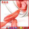 Pianta del goji buy goji berries online goji berry lycium barbarum